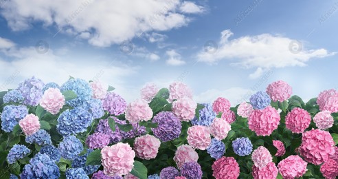 Many different beautiful hortensia flowers against blue sky Image of Many different beautiful hortensia flowers against blue sky