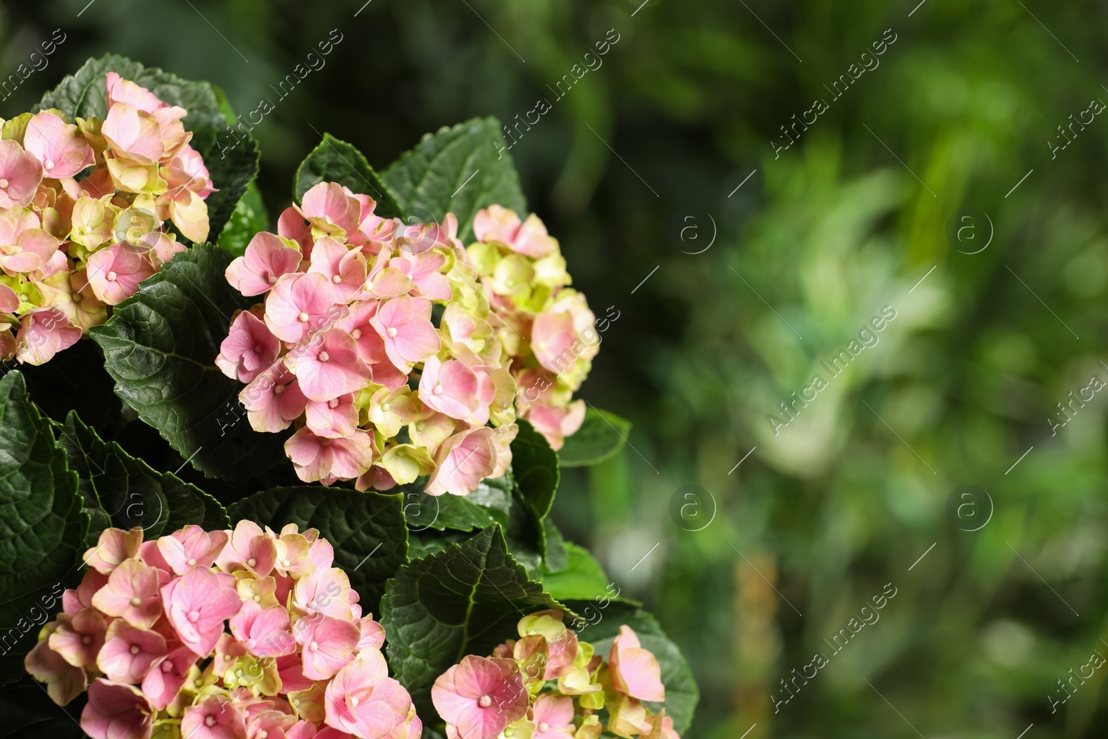Hortensia plant with beautiful flowers outdoors, closeup. Space for text Photo of Hortensia plant with beautiful flowers outdoors, closeup. Space for text