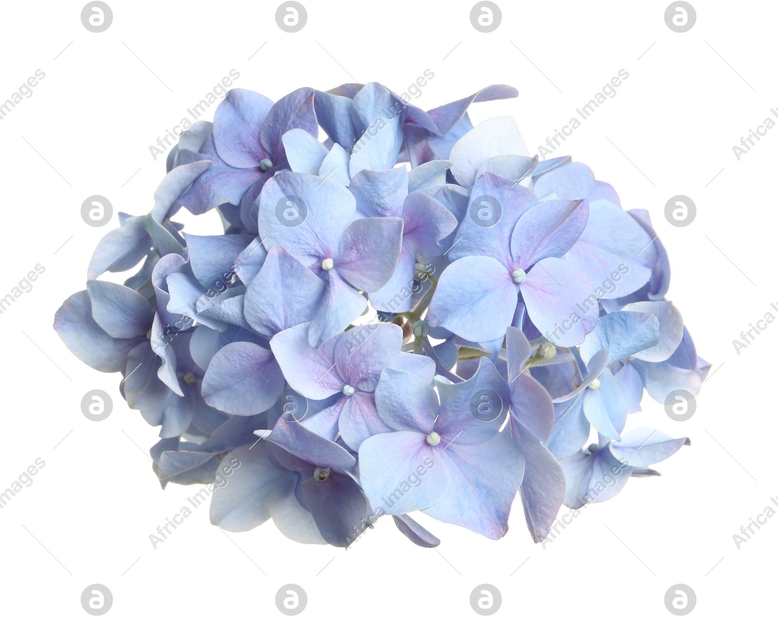 Beautiful light blue hortensia flower isolated on white Photo of Beautiful light blue hortensia flower isolated on white