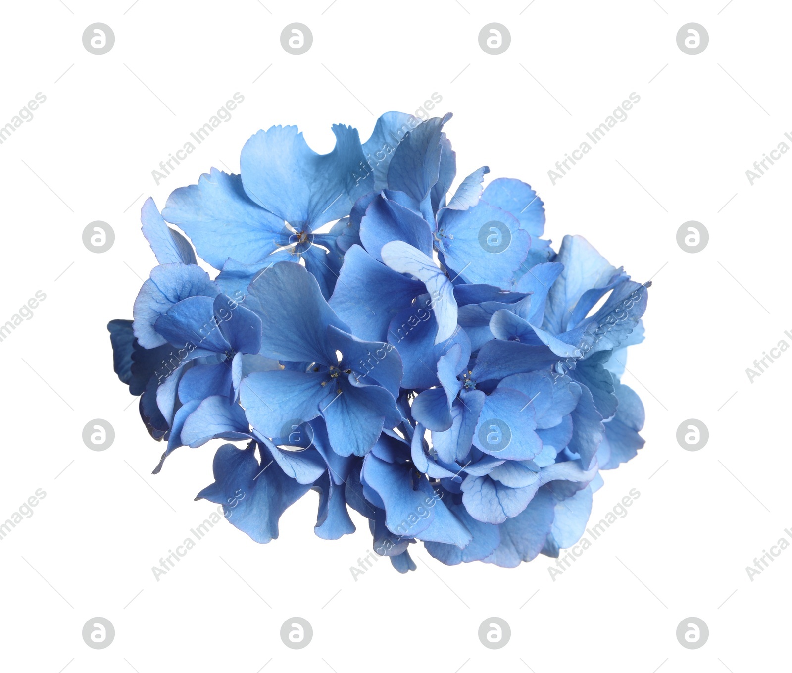 Beautiful light blue hortensia flower isolated on white Photo of Beautiful light blue hortensia flower isolated on white