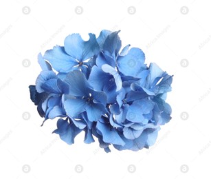 Beautiful light blue hortensia flower isolated on white Photo of Beautiful light blue hortensia flower isolated on white