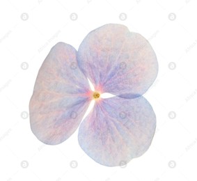 Beautiful light blue hortensia plant floret isolated on white Photo of Beautiful light blue hortensia plant floret isolated on white