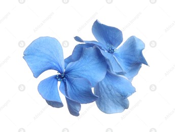 Beautiful light blue hortensia plant florets on white background Photo of Beautiful light blue hortensia plant florets on white background