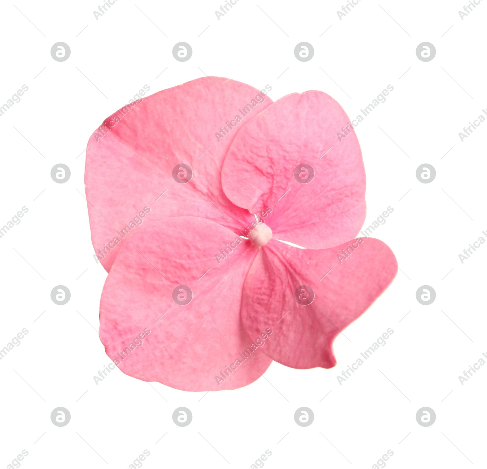 Beautiful pink hortensia plant floret isolated on white Photo of Beautiful pink hortensia plant floret isolated on white