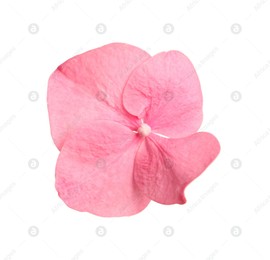 Beautiful pink hortensia plant floret isolated on white Photo of Beautiful pink hortensia plant floret isolated on white