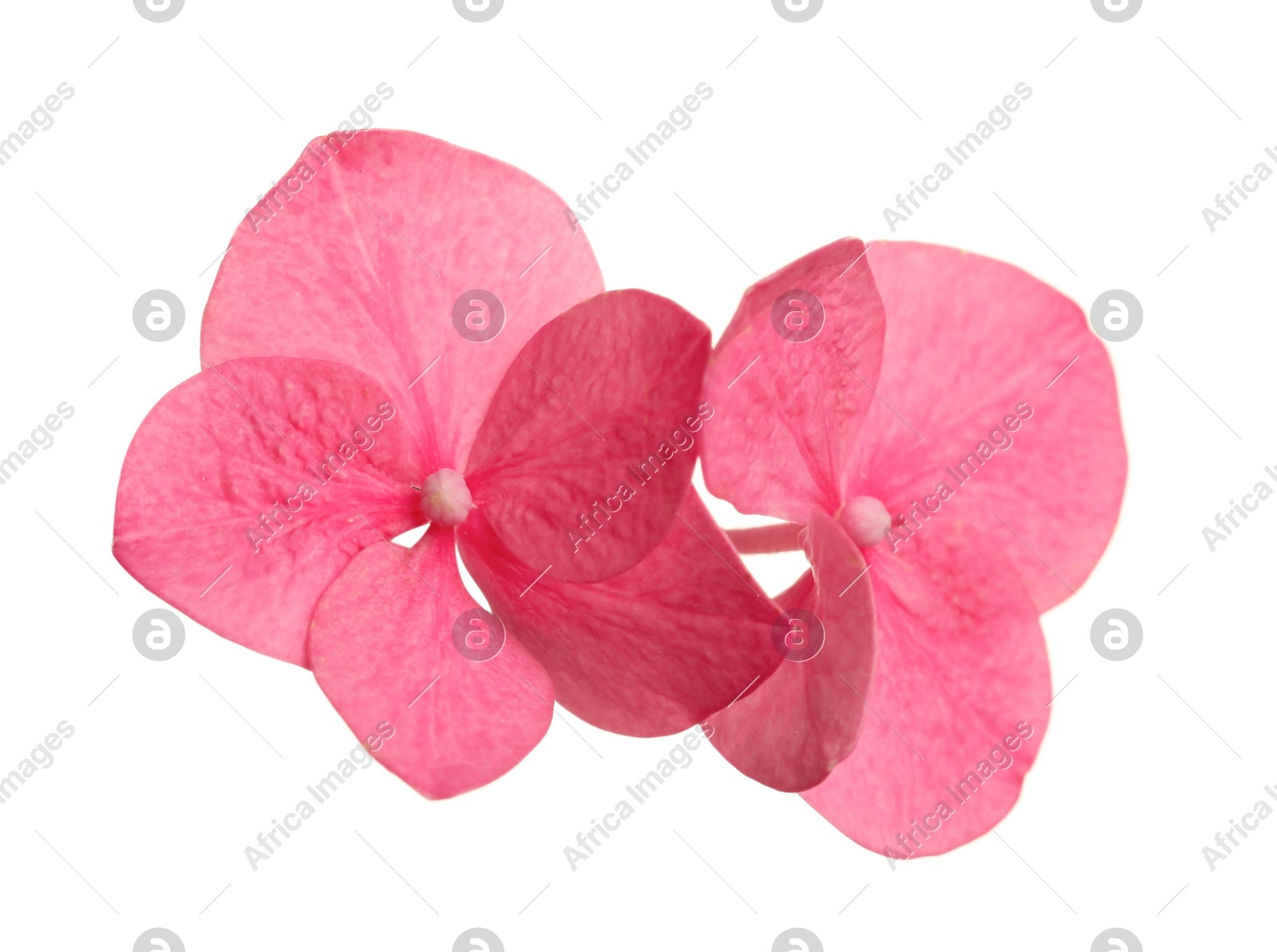 Beautiful pink hortensia plant florets on white background Photo of Beautiful pink hortensia plant florets on white background