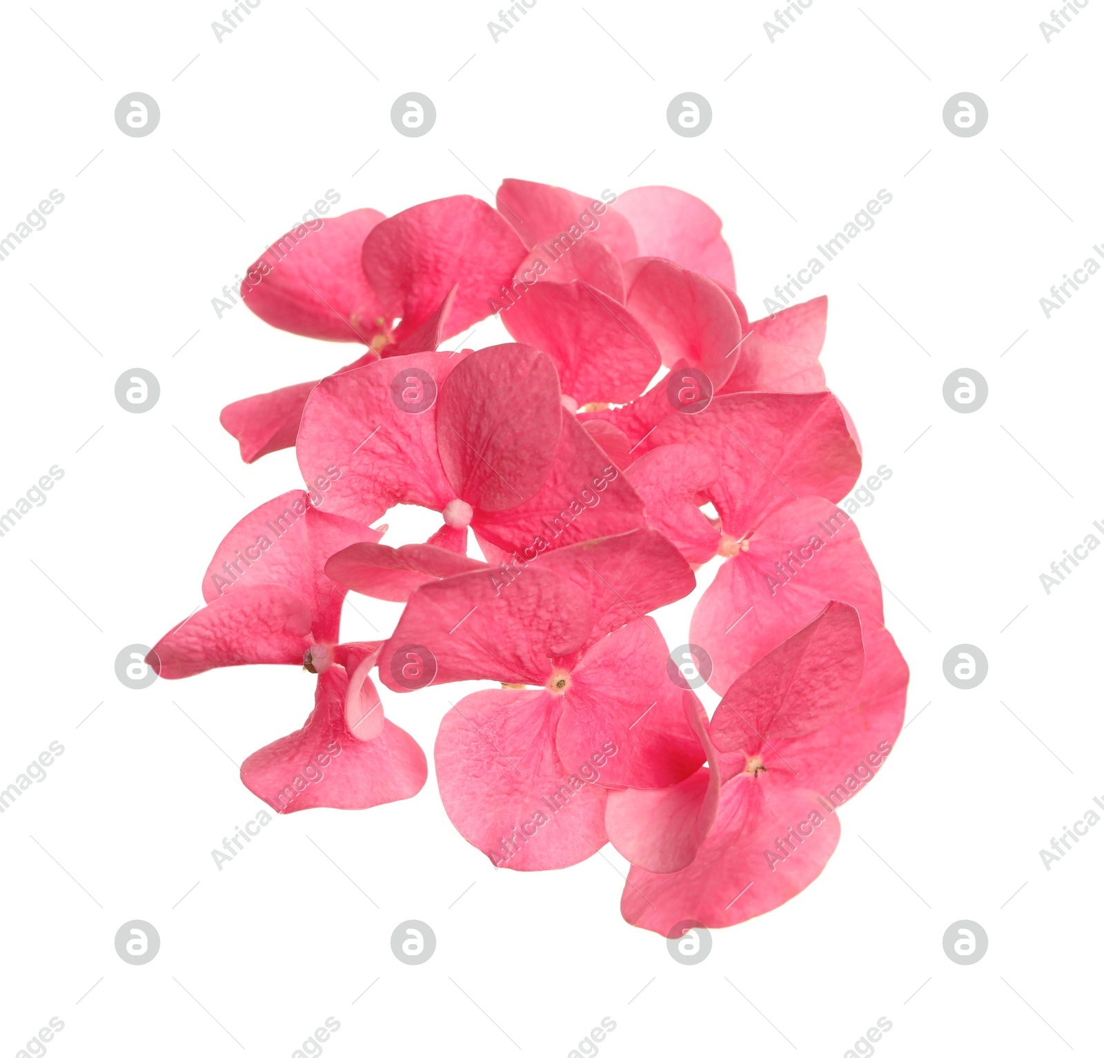 Beautiful pink hortensia plant florets on white background Photo of Beautiful pink hortensia plant florets on white background