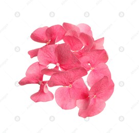 Beautiful pink hortensia plant florets on white background Photo of Beautiful pink hortensia plant florets on white background