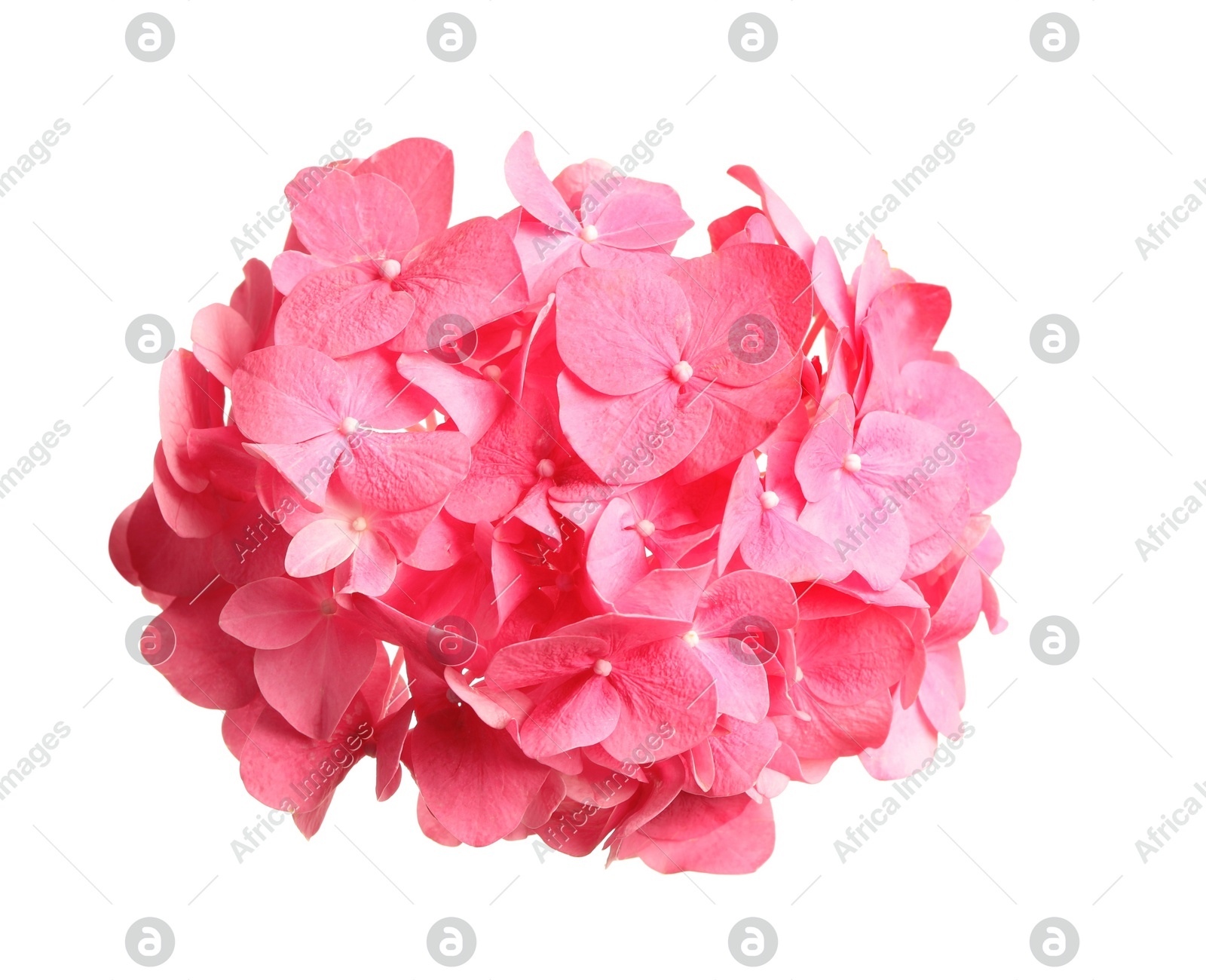 Beautiful pink hortensia flower isolated on white Photo of Beautiful pink hortensia flower isolated on white