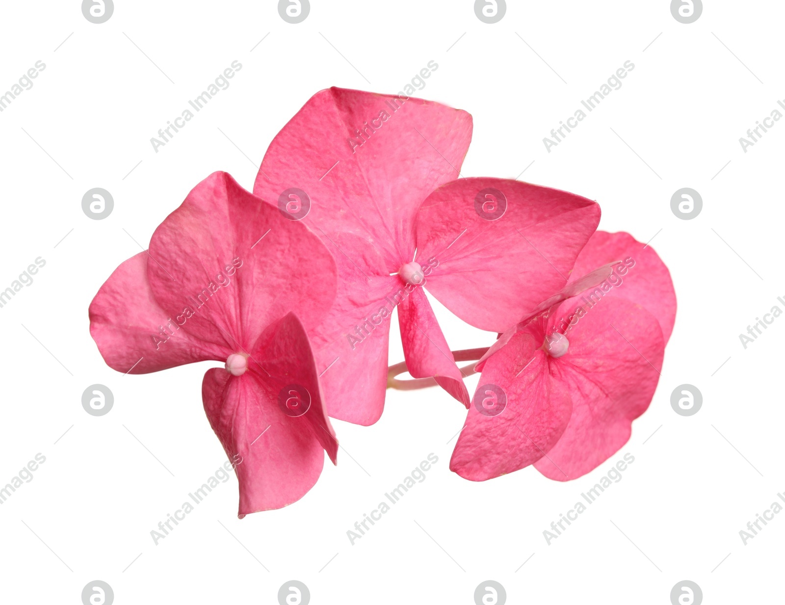 Beautiful pink hortensia plant florets on white background Photo of Beautiful pink hortensia plant florets on white background