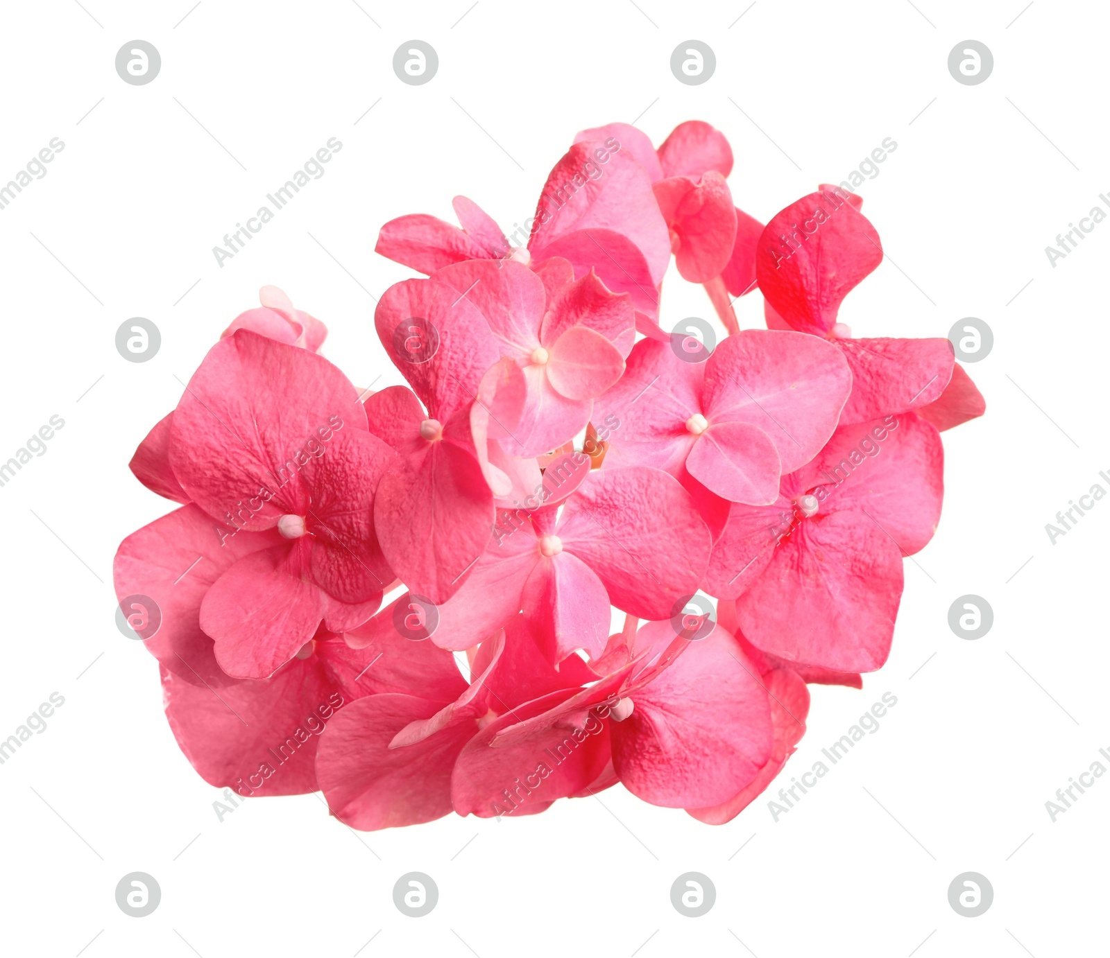 Beautiful pink hortensia flower isolated on white Photo of Beautiful pink hortensia flower isolated on white