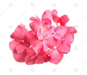 Beautiful pink hortensia flower isolated on white Photo of Beautiful pink hortensia flower isolated on white