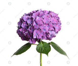 Branch of hortensia plant with delicate flowers on white background Photo of Branch of hortensia plant with delicate flowers on white background