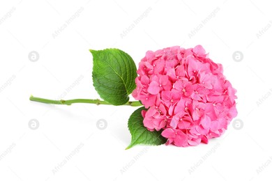 Branch of hortensia plant with delicate flowers on white background Photo of Branch of hortensia plant with delicate flowers on white background