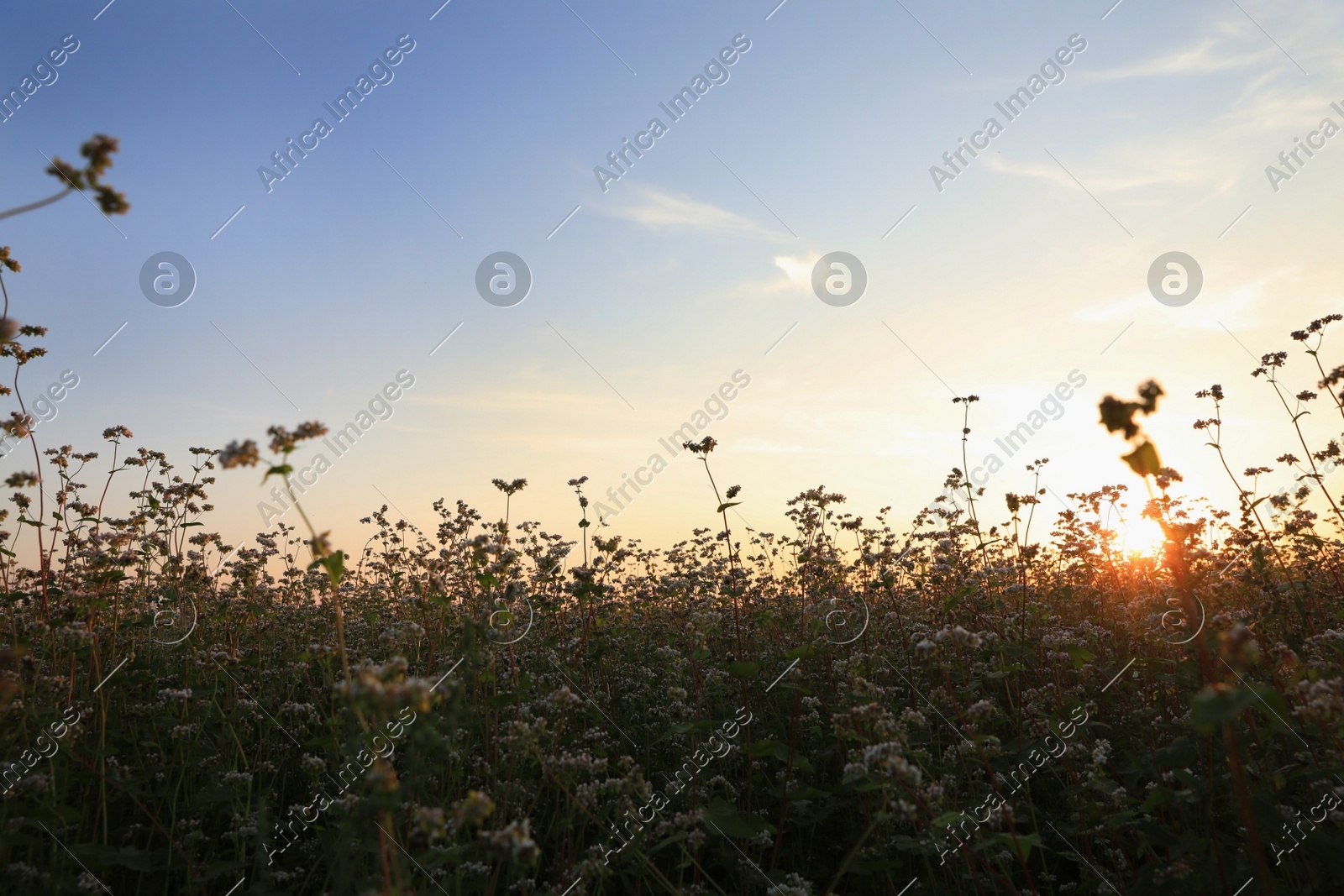 Beautiful view of blossoming buckwheat field at sunset Photo of Beautiful view of blossoming buckwheat field at sunset