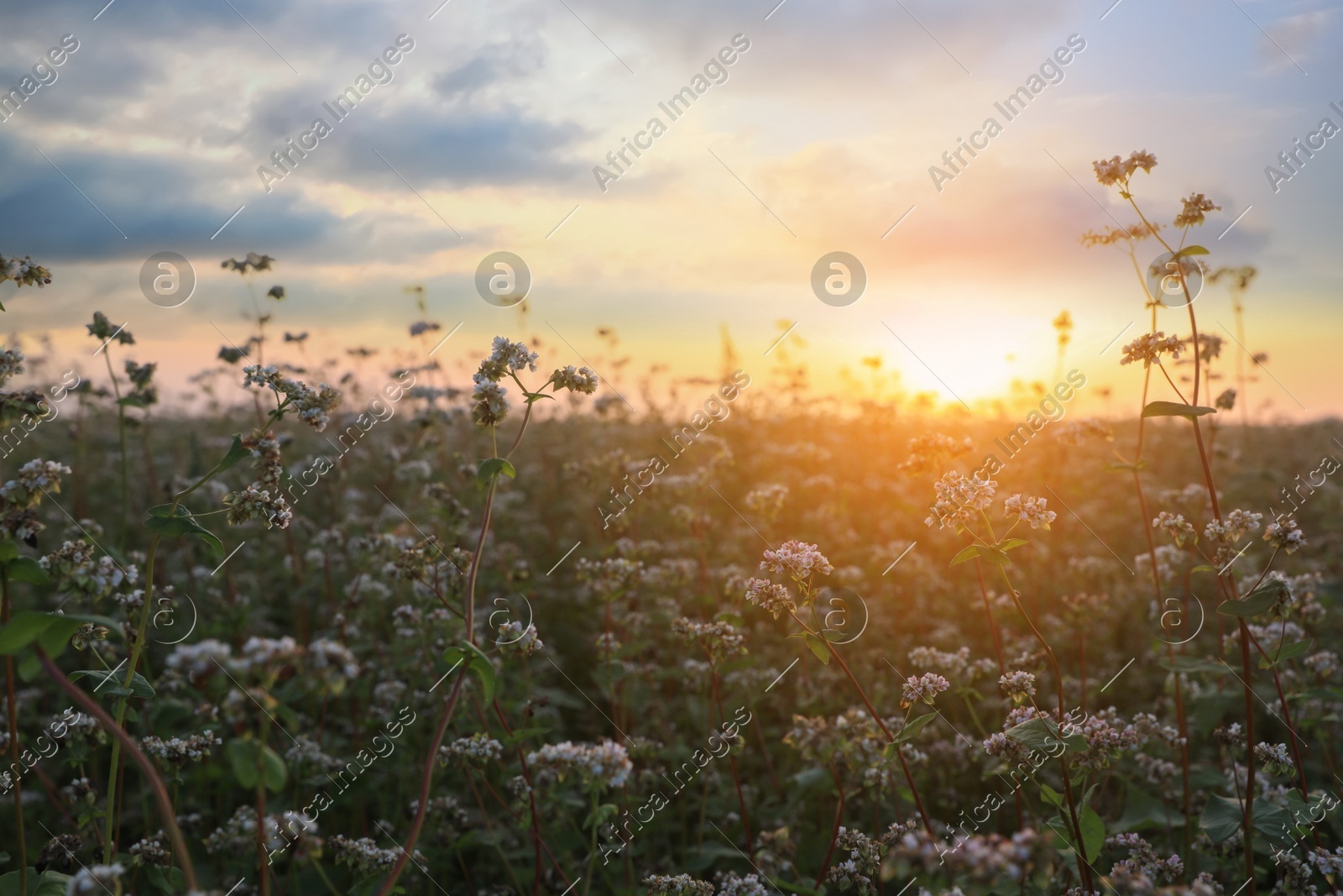 Closeup view of beautiful blossoming buckwheat flowers at sunset Photo of Closeup view of beautiful blossoming buckwheat flowers at sunset