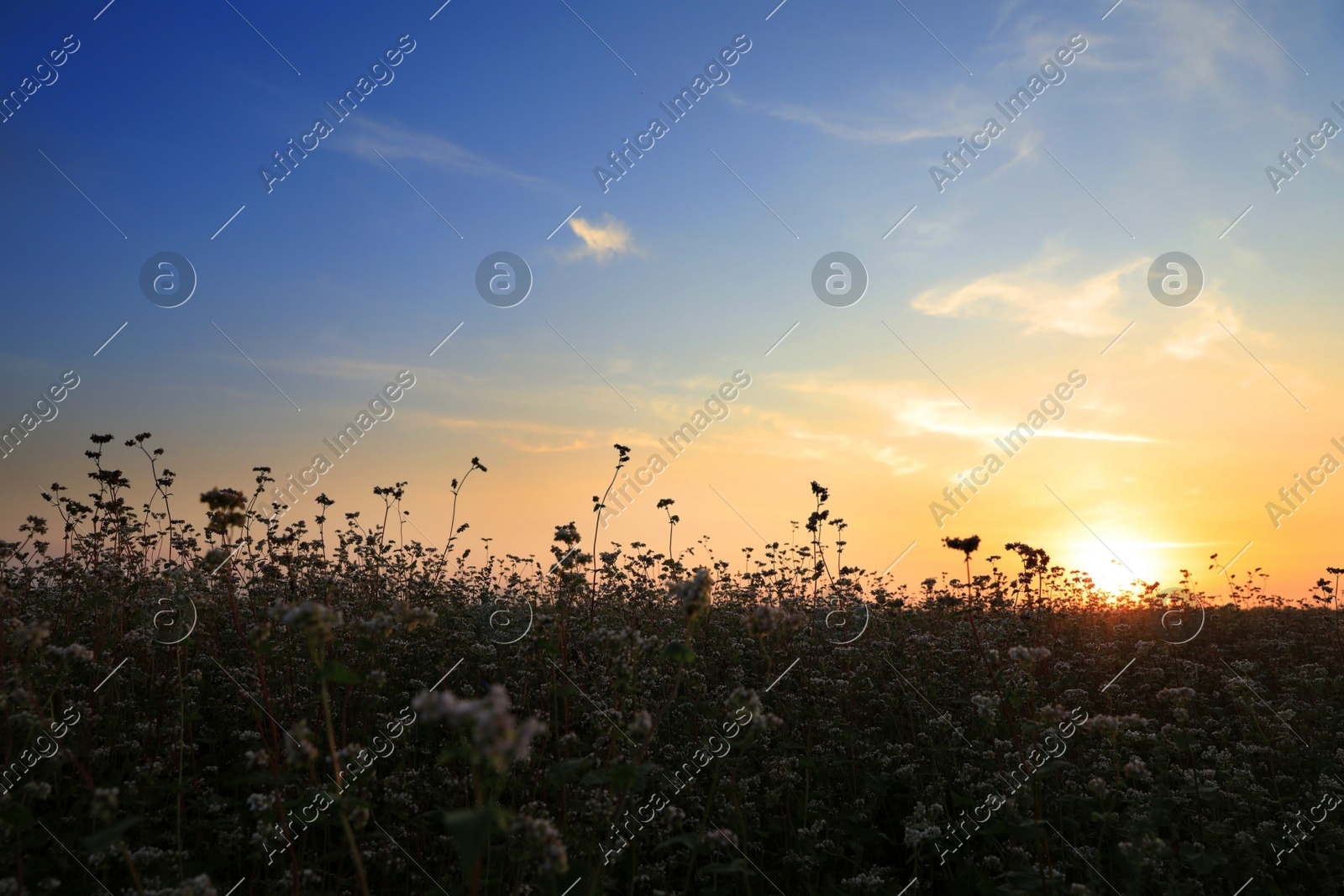 Beautiful view of blossoming buckwheat field at sunset Photo of Beautiful view of blossoming buckwheat field at sunset