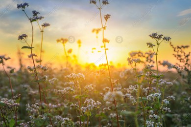 Closeup view of beautiful blossoming buckwheat flowers at sunset Photo of Closeup view of beautiful blossoming buckwheat flowers at sunset