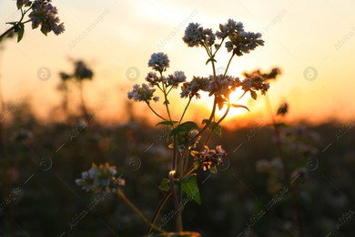 Many beautiful buckwheat flowers growing in field at sunset, closeup Photo of Many beautiful buckwheat flowers growing in field at sunset, closeup