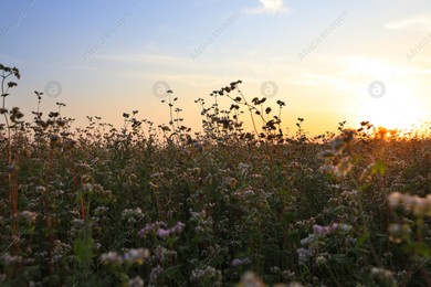 Beautiful view of blossoming buckwheat field at sunset Photo of Beautiful view of blossoming buckwheat field at sunset