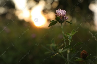 Beautiful view of clover flower growing at sunset outdoors, space for text Photo of Beautiful view of clover flower growing at sunset outdoors, space for text