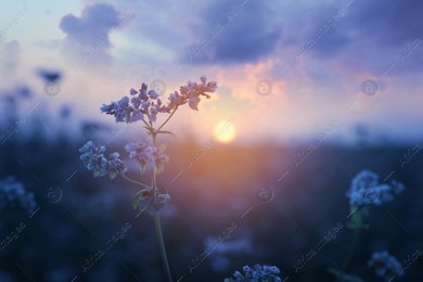 Closeup view of beautiful blossoming buckwheat flowers at sunset Photo of Closeup view of beautiful blossoming buckwheat flowers at sunset