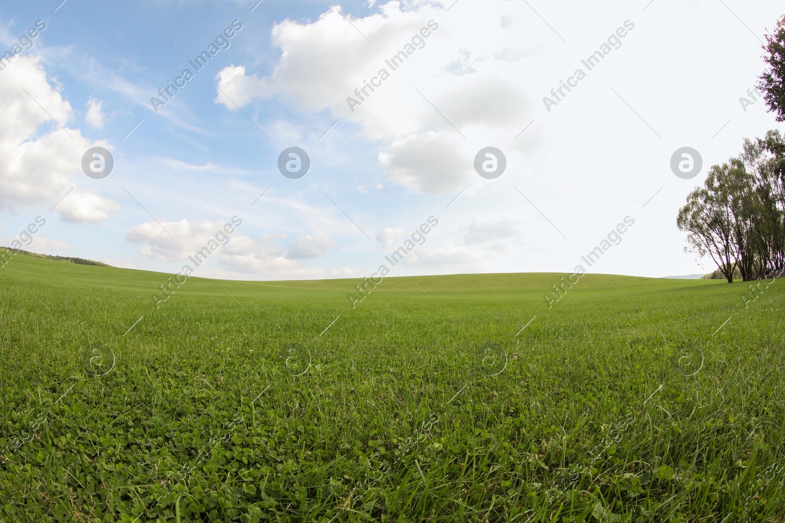 Beautiful lawn with green grass growing under blue sky. Fisheye lens Photo of Beautiful lawn with green grass growing under blue sky. Fisheye lens