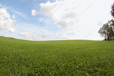 Beautiful lawn with green grass growing under blue sky. Fisheye lens Photo of Beautiful lawn with green grass growing under blue sky. Fisheye lens