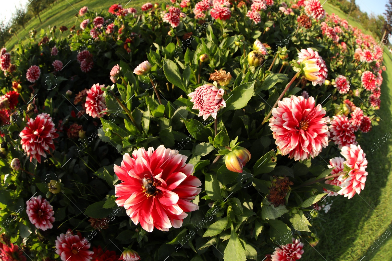 Beautiful dahlia flowers and green grass growing outdoors. Fisheye lens Photo of Beautiful dahlia flowers and green grass growing outdoors. Fisheye lens