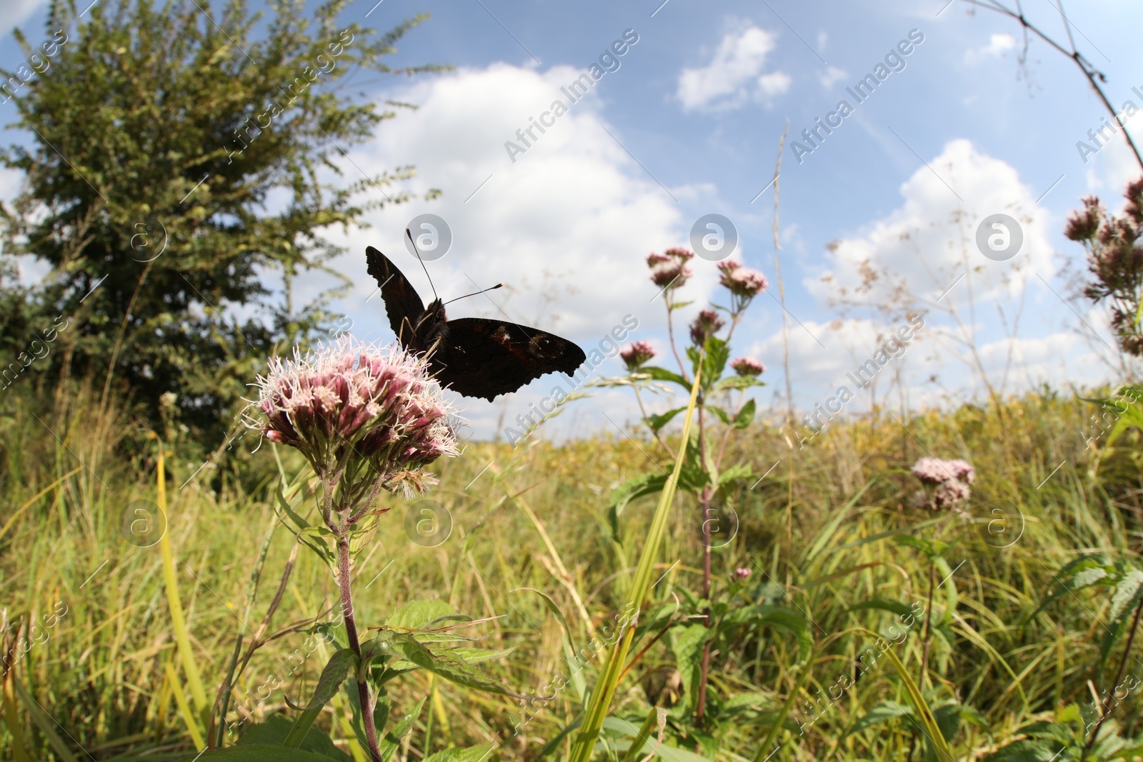 Beautiful butterfly on blooming flower under blue sky, wide-angle lens Photo of Beautiful butterfly on blooming flower under blue sky, wide-angle lens