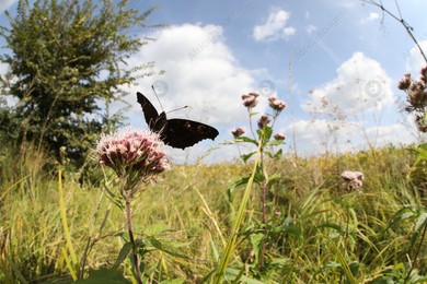 Beautiful butterfly on blooming flower under blue sky, wide-angle lens Photo of Beautiful butterfly on blooming flower under blue sky, wide-angle lens