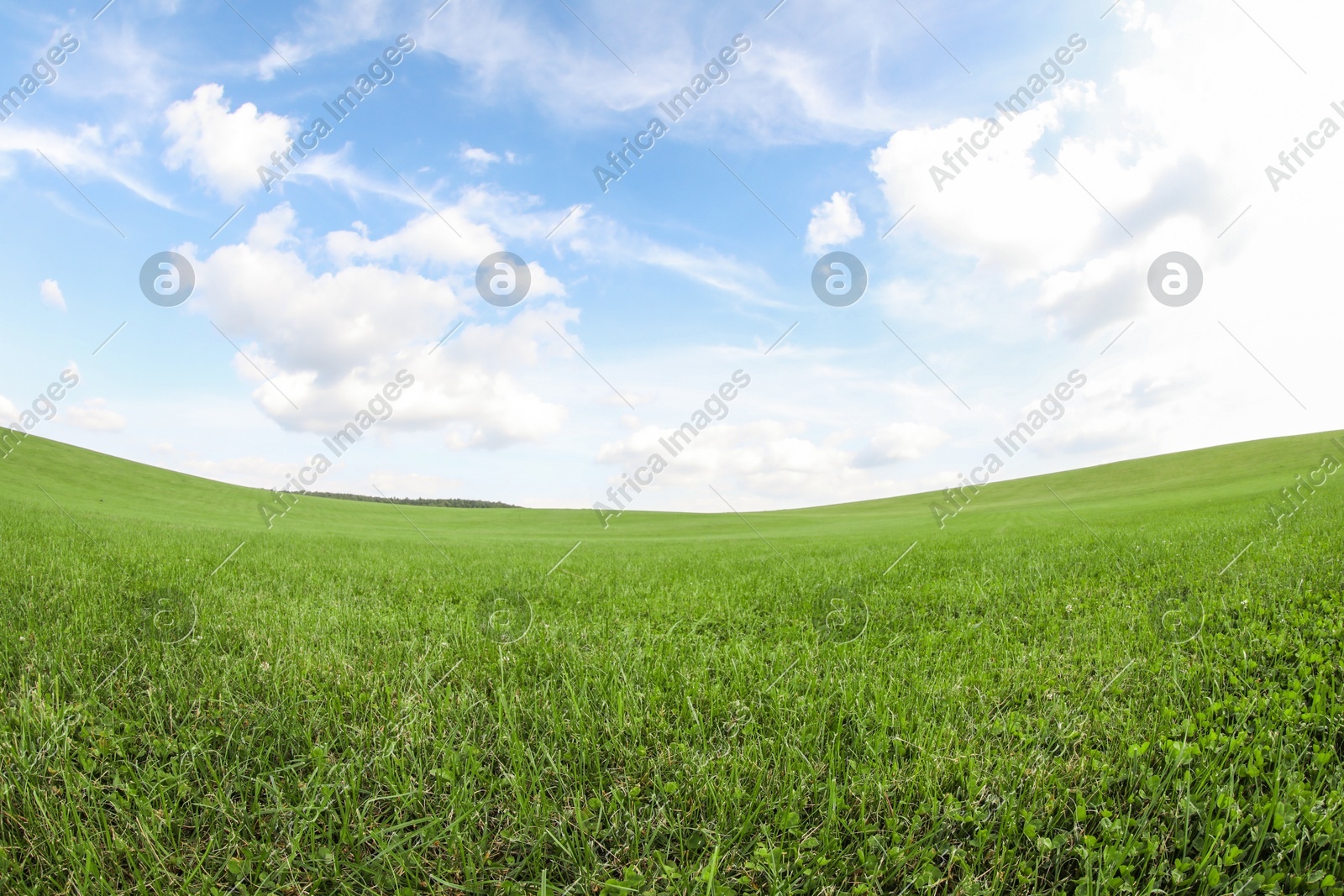 Beautiful lawn with green grass growing under blue sky. Fisheye lens Photo of Beautiful lawn with green grass growing under blue sky. Fisheye lens