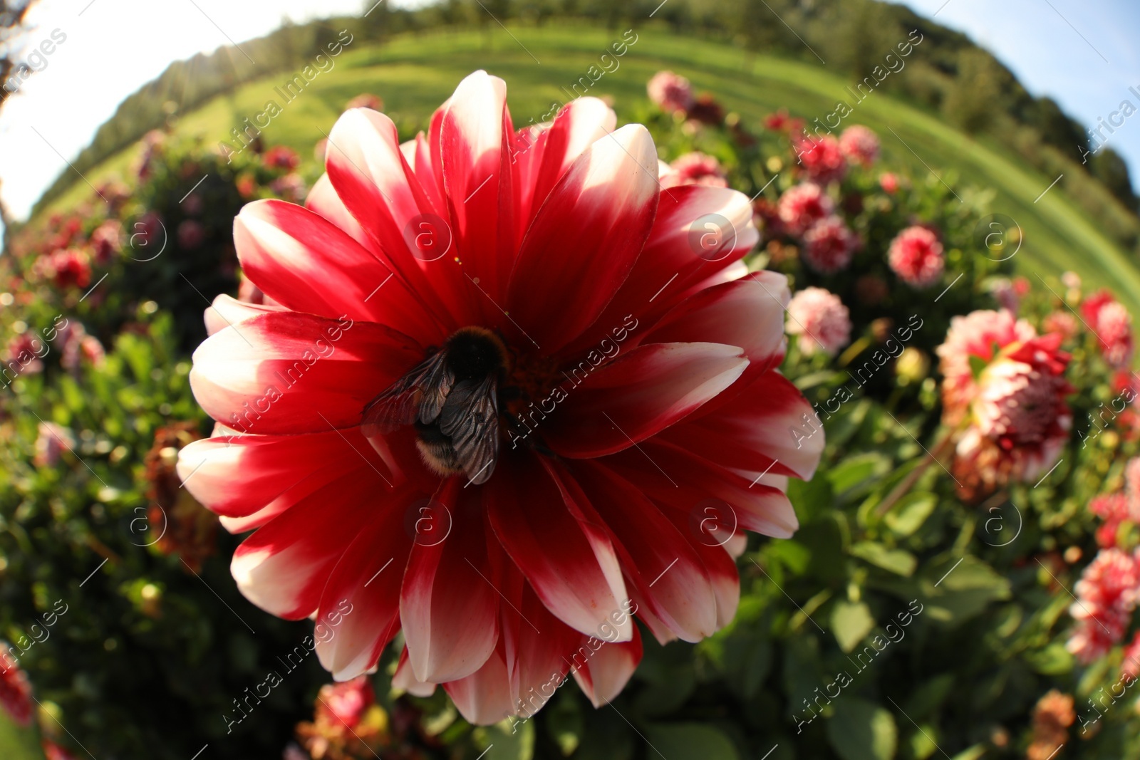 Bumblebee collecting nectar from dahlia flower outdoors. Fisheye lens Photo of Bumblebee collecting nectar from dahlia flower outdoors. Fisheye lens