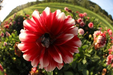 Bumblebee collecting nectar from dahlia flower outdoors. Fisheye lens Photo of Bumblebee collecting nectar from dahlia flower outdoors. Fisheye lens