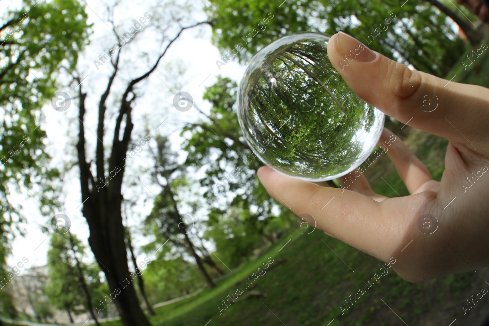 Beautiful green trees outdoors, overturned reflection. Man holding crystal ball in park, closeup. Wide-angle lens Photo of Beautiful green trees outdoors, overturned reflection. Man holding crystal ball in park, closeup. Wide-angle lens