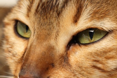 Macro photo of cat with beautiful eyes. Cute pet Photo of Macro photo of cat with beautiful eyes. Cute pet