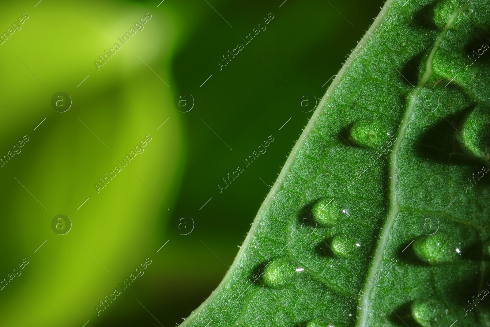 Macro photo of leaf with water drops on blurred green background. Space for text Photo of Macro photo of leaf with water drops on blurred green background. Space for text