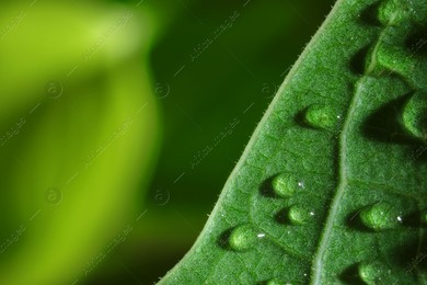 Macro photo of leaf with water drops on blurred green background. Space for text Photo of Macro photo of leaf with water drops on blurred green background. Space for text