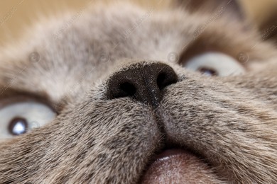 Macro photo of cat with beautiful eyes. Cute pet Photo of Macro photo of cat with beautiful eyes. Cute pet