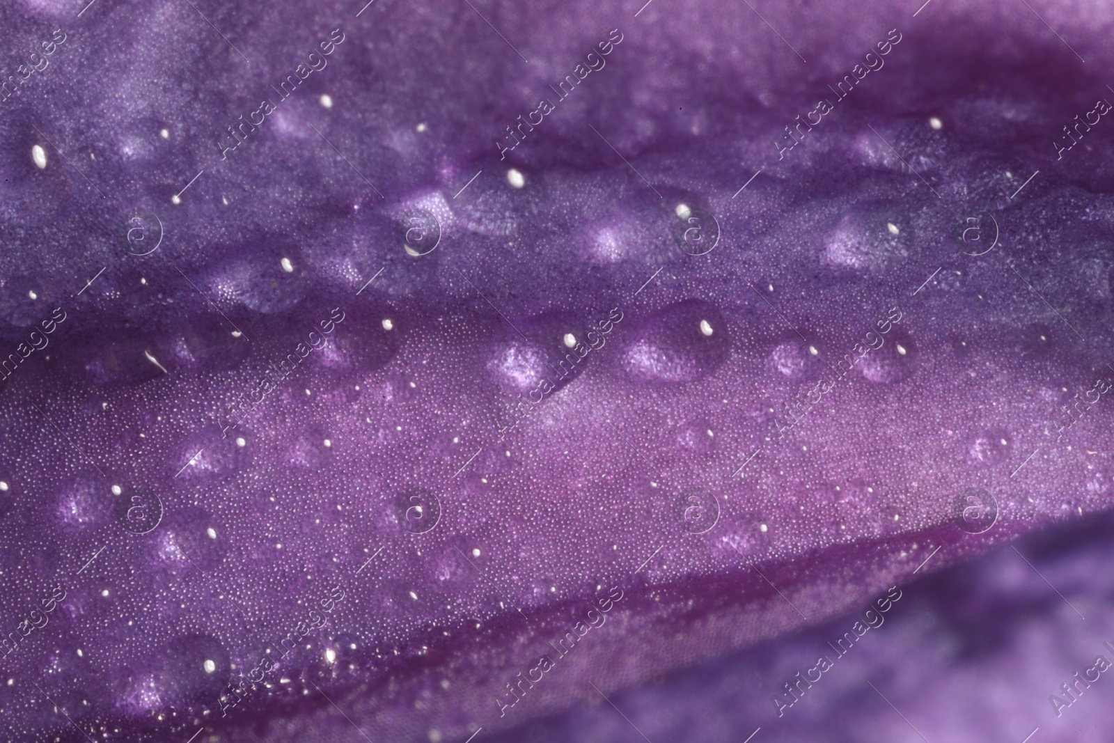 Beautiful purple Clematis flower with water drops as background, macro view Photo of Beautiful purple Clematis flower with water drops as background, macro view