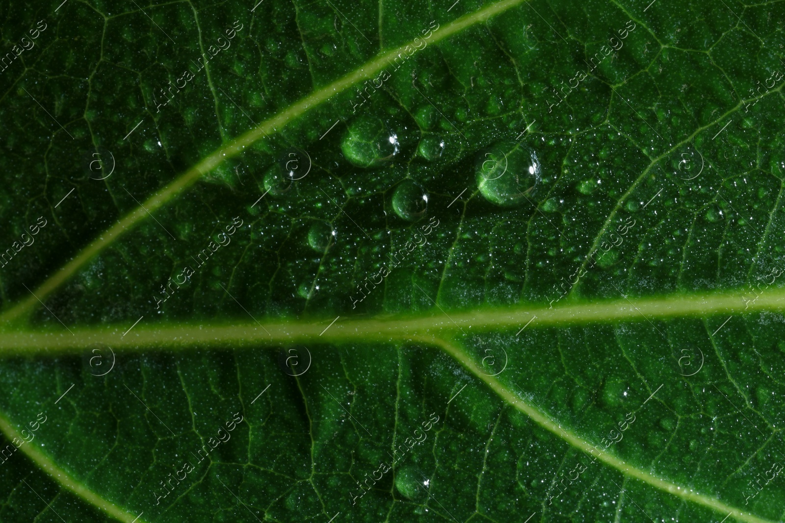 Macro photo of green leaf with water drops as background, top view Photo of Macro photo of green leaf with water drops as background, top view