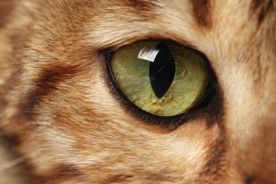 Macro photo of cat with beautiful eyes. Cute pet Photo of Macro photo of cat with beautiful eyes. Cute pet