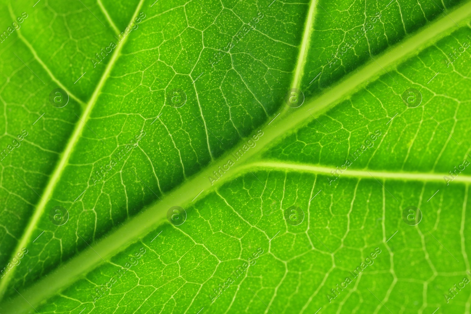 Macro photo of green leaf as background Photo of Macro photo of green leaf as background
