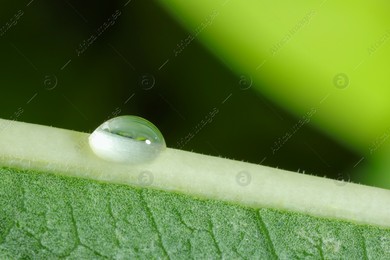 Macro photo of leaf with water drop on blurred green background. Space for text Photo of Macro photo of leaf with water drop on blurred green background. Space for text