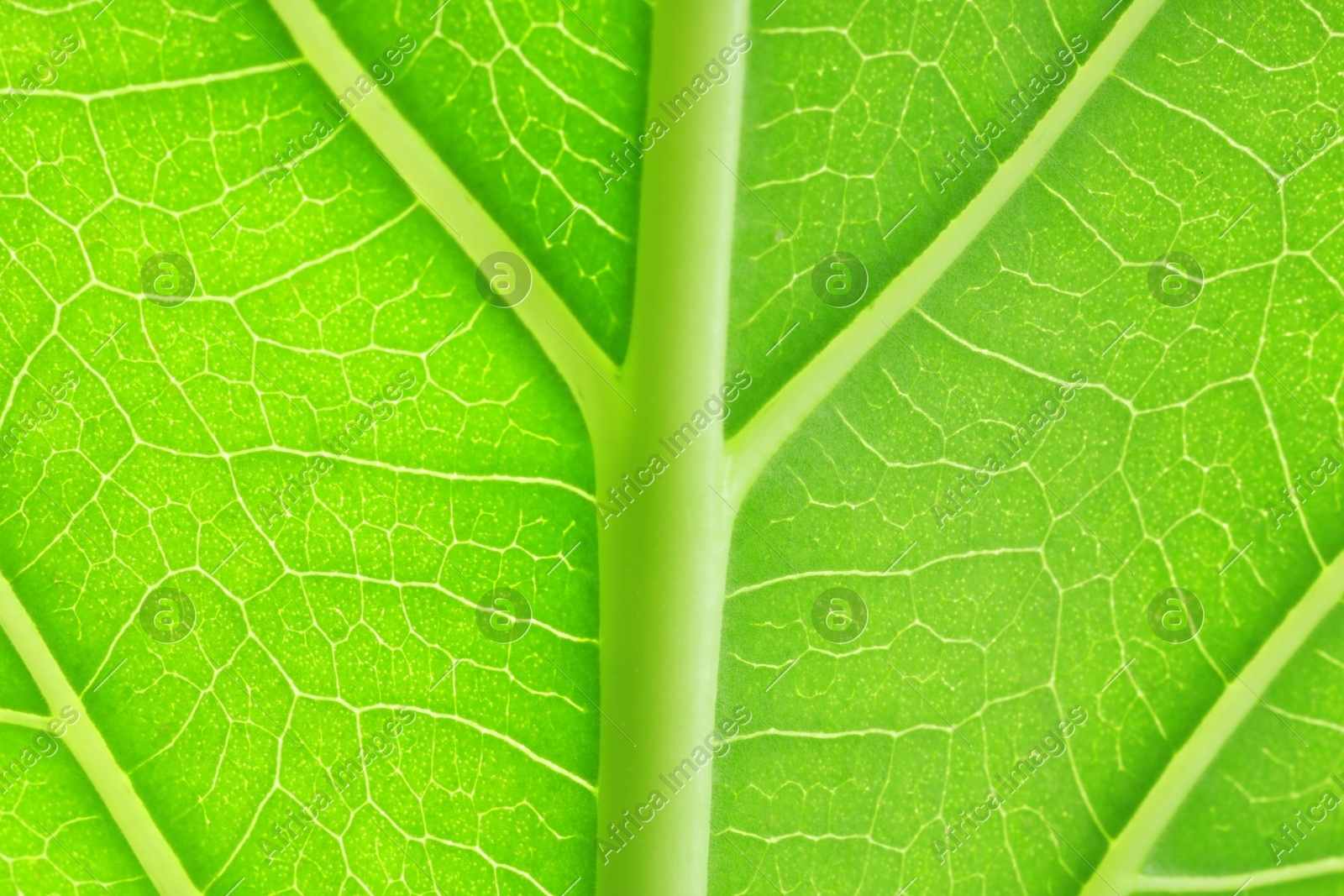 Macro photo of green leaf as background, top view Photo of Macro photo of green leaf as background, top view