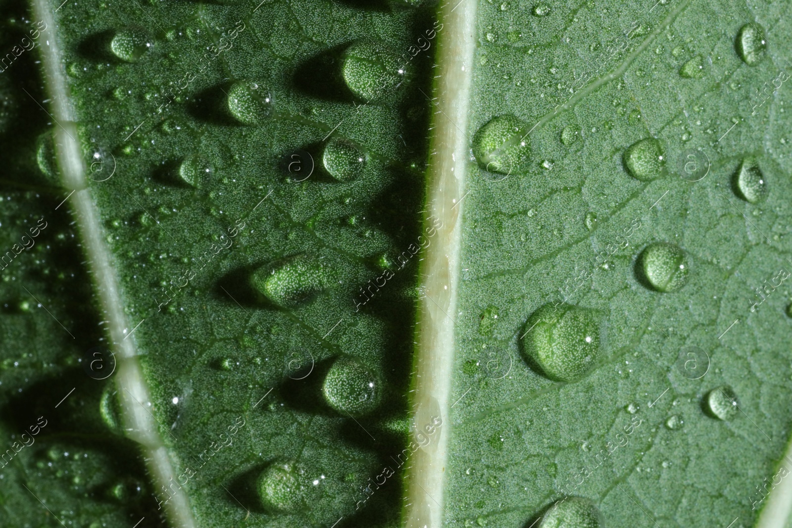 Macro photo of green leaf with water drops as background, top view Photo of Macro photo of green leaf with water drops as background, top view