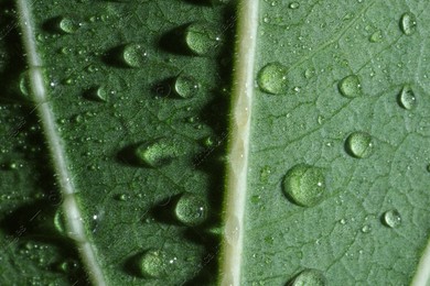 Macro photo of green leaf with water drops as background, top view Photo of Macro photo of green leaf with water drops as background, top view