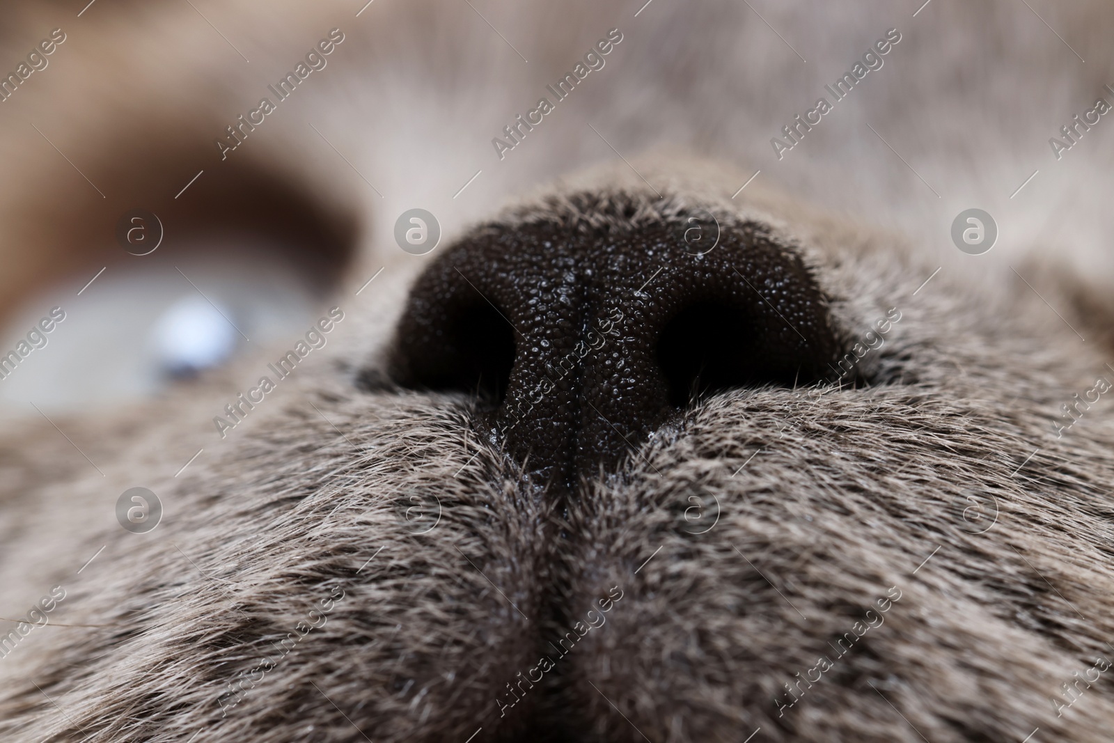 Adorable cat, macro photo of muzzle. Lovely pet Photo of Adorable cat, macro photo of muzzle. Lovely pet