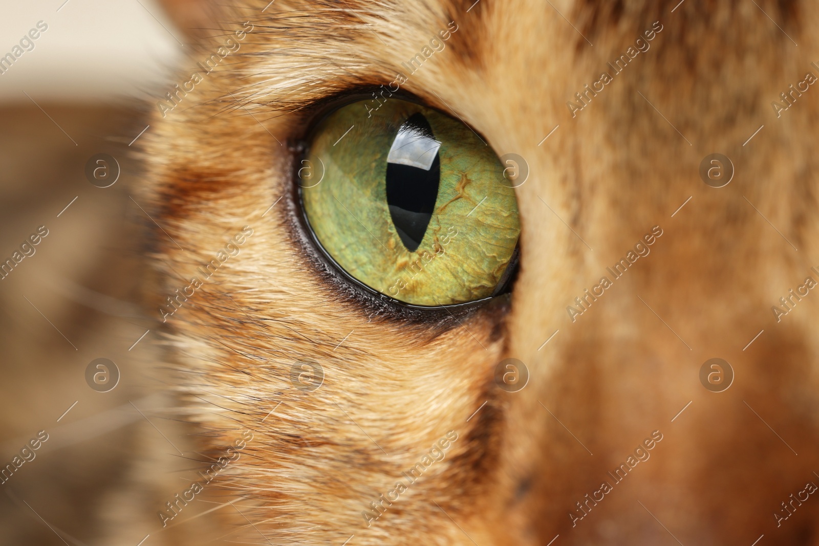 Macro photo of cat with beautiful eyes. Cute pet Photo of Macro photo of cat with beautiful eyes. Cute pet