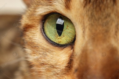 Macro photo of cat with beautiful eyes. Cute pet Photo of Macro photo of cat with beautiful eyes. Cute pet